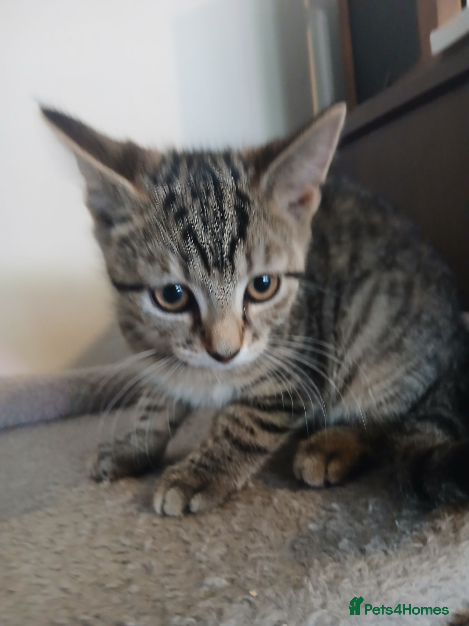 Mixed Breed cats Beautiful kittens ready to leave now - Advert 1