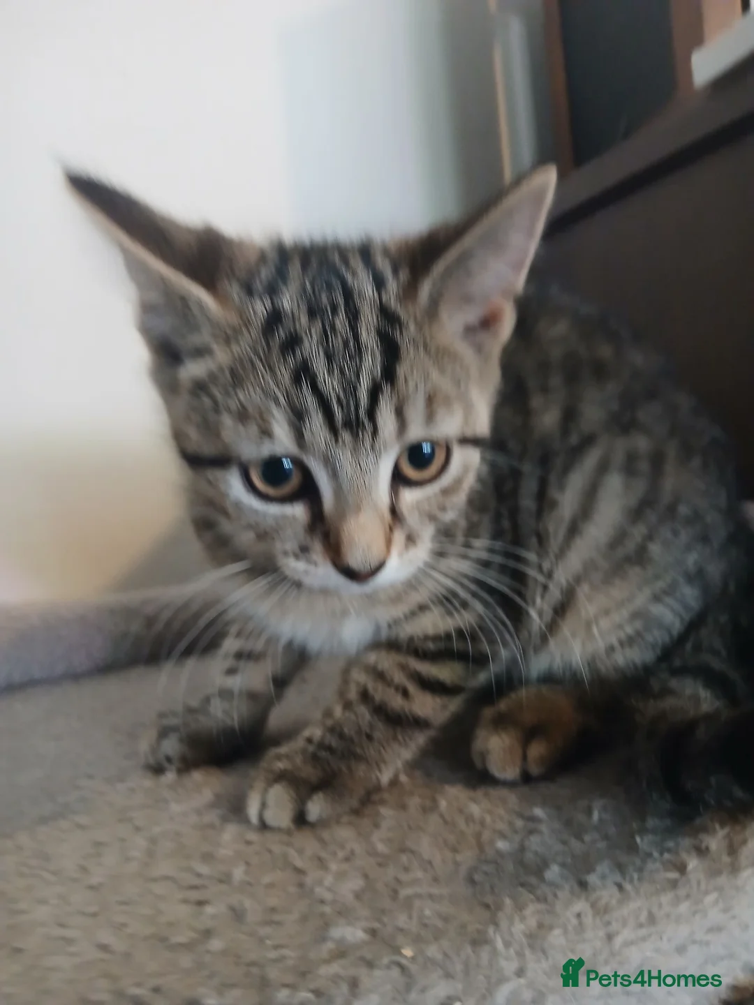 Mixed Breed cats for sale: Beautiful kittens ready to leave now - Advert 1