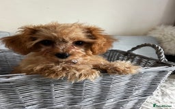 Cavapoo dogs for sale: Tiny Toy Poodle Princess – Ready Now! - Image 1