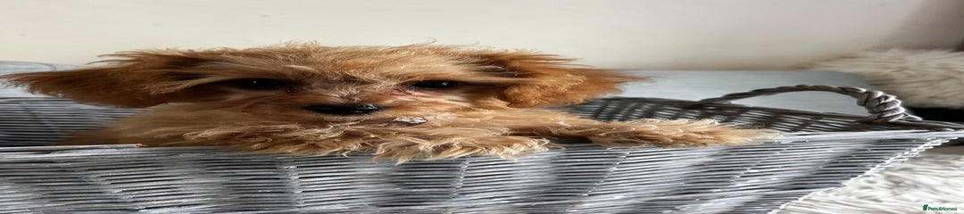 Cavapoo Puppy 4