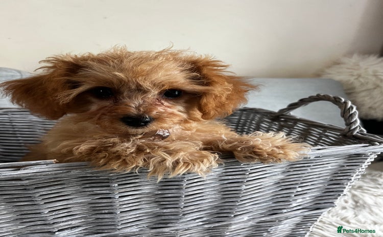 Cavapoo dogs - Advert 2
