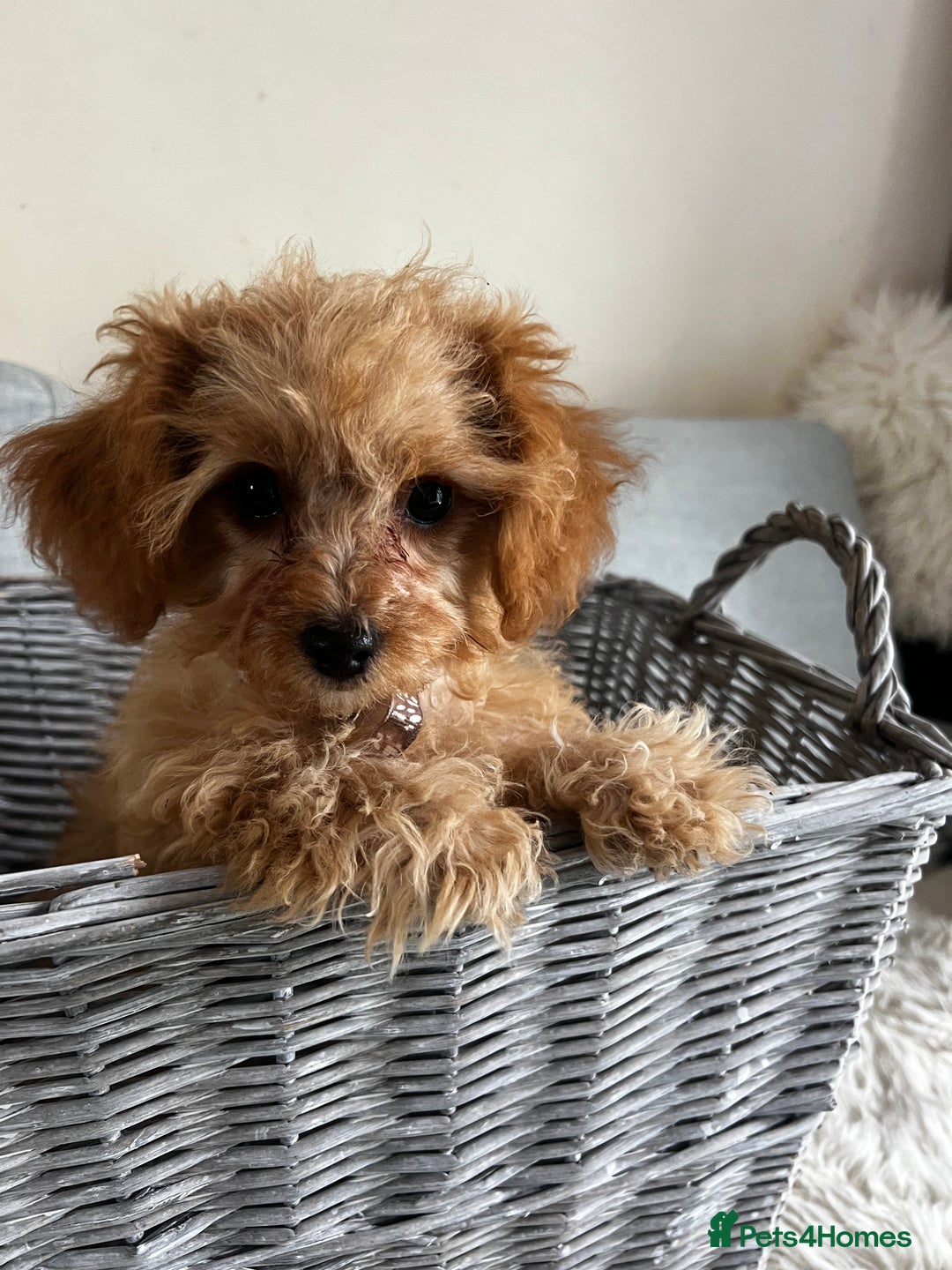 Cavapoo dogs for sale: Tiny Toy Poodle Princess – Ready Now! - Image 1