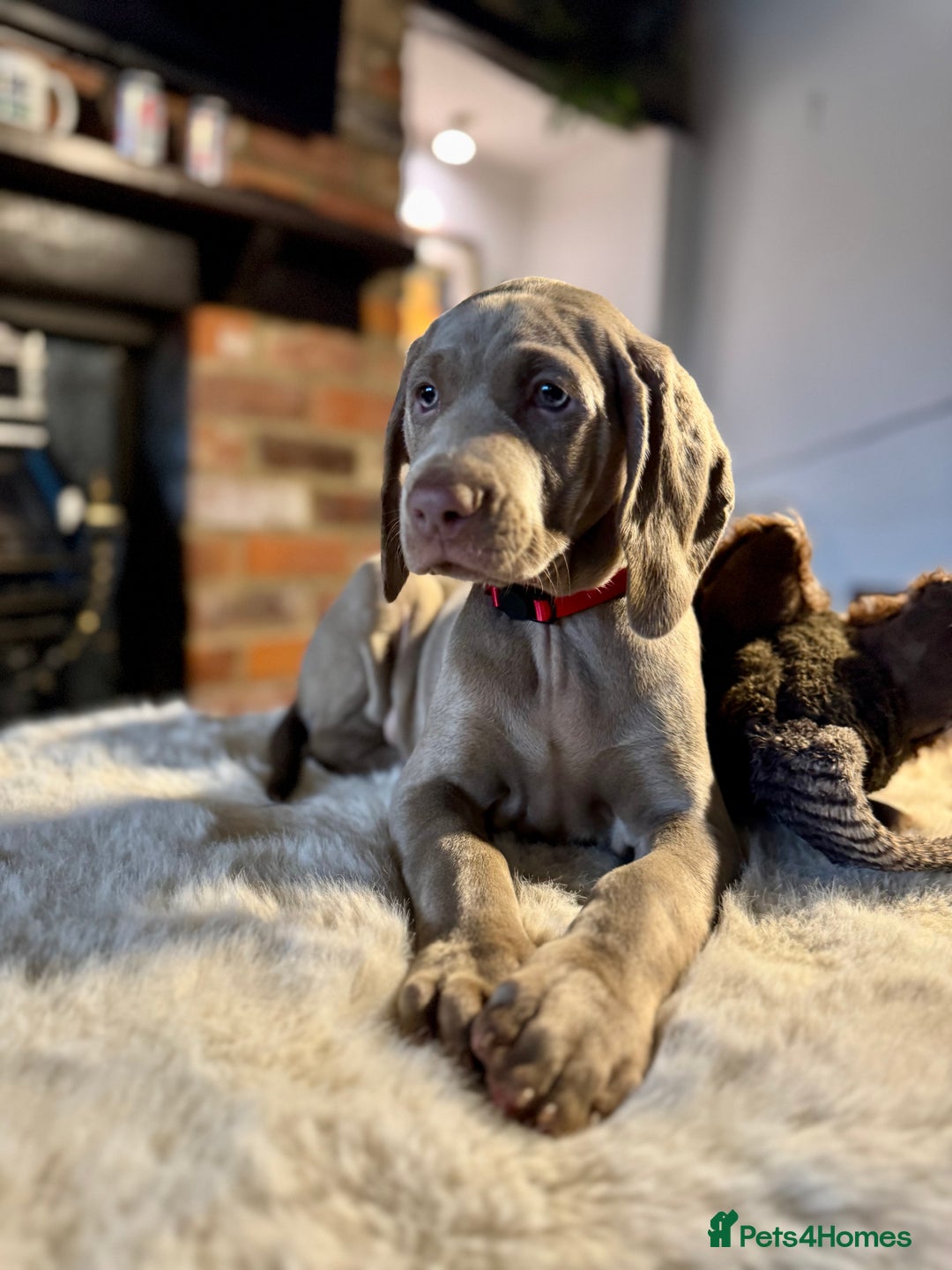 Weimaraner dogs for sale: ✨READY NOW✨ LAST FEW GIRLS✨ KC Reg Pups  ✨ - Advert 20