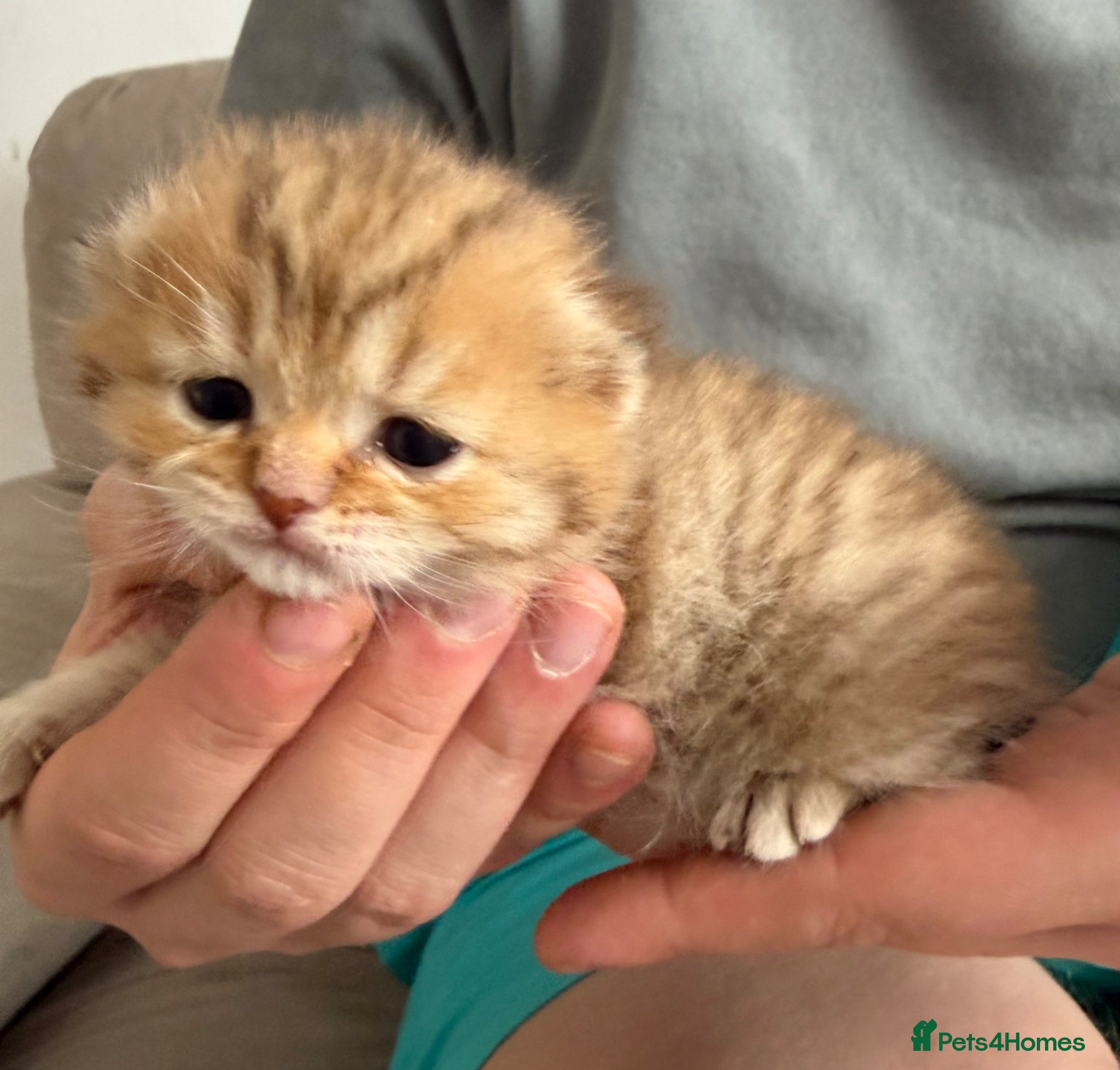 Scottish Fold cats Stunning Scottish fold/Scottish straight kittens🥰 - Advert 1