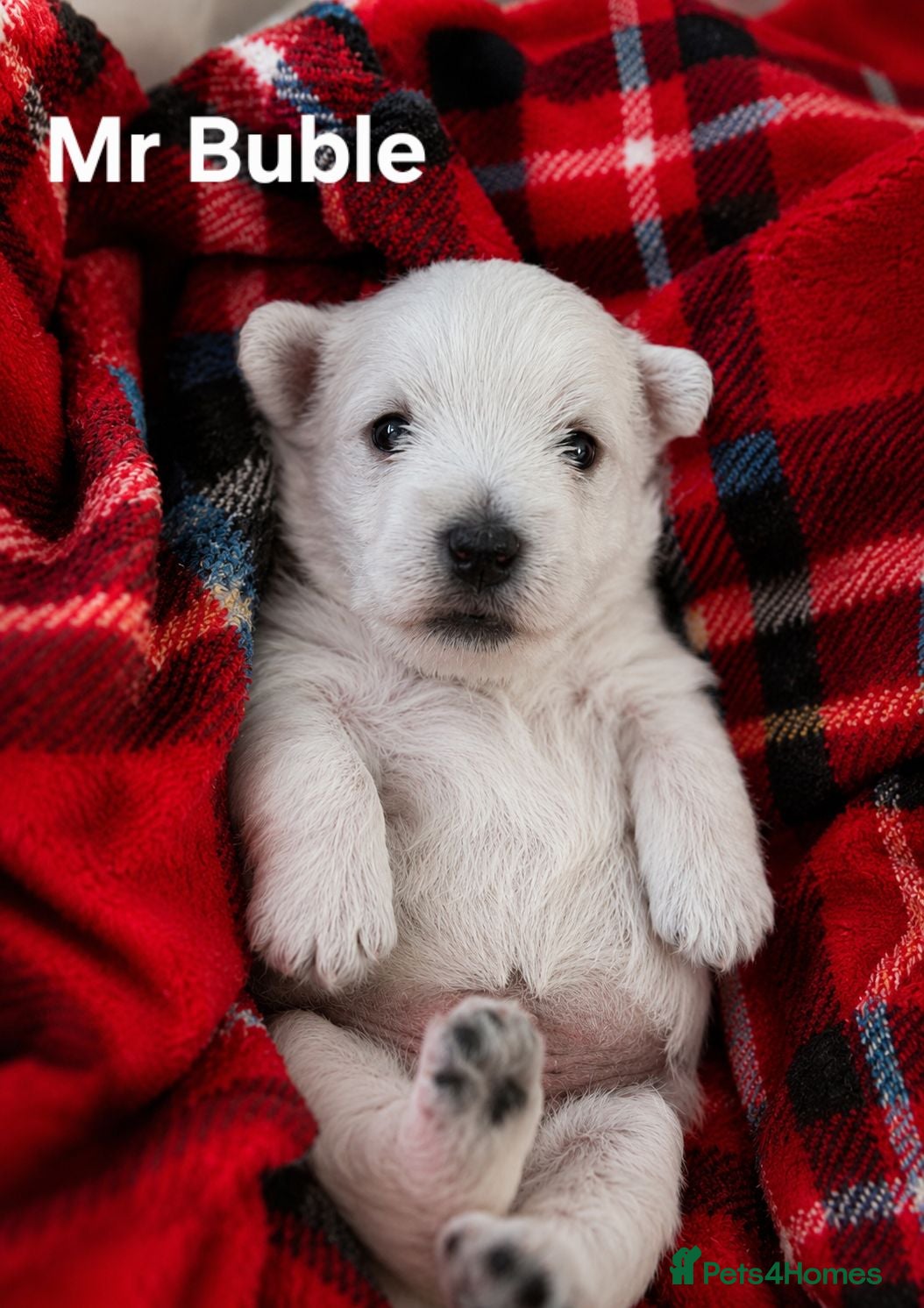 West Highland Terrier dogs Gorgeous West Highland Terrior Puppies!! - Advert 5