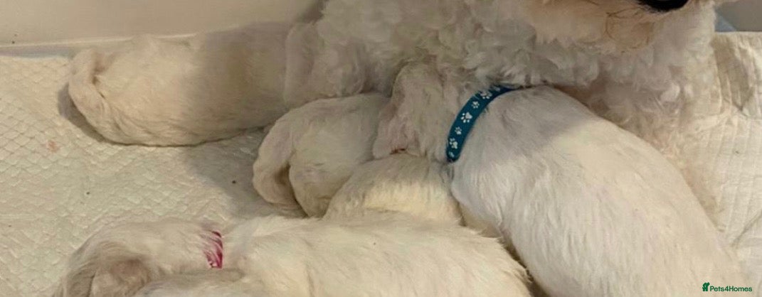 Bichon Frise dogs Bishion frisé - Advert 8