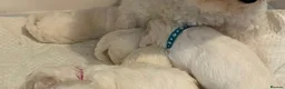 Bichon Frise dogs for sale: Bishion frisé in Larkhall - Advert 1