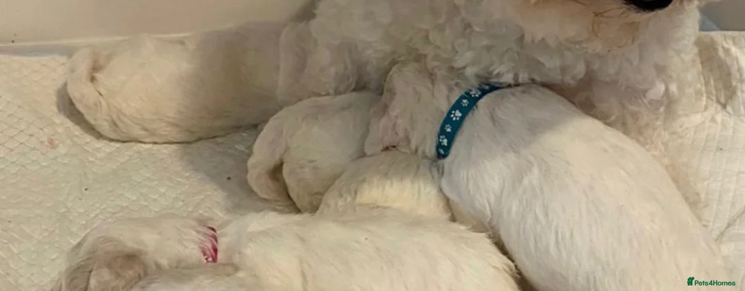 Bichon Frise dogs for sale: Bishion frisé in Larkhall - Advert 1