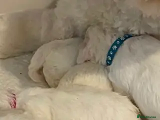 Bichon Frise dogs Bishion frisé - Advert 22