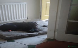 Labrador Retriever dogs for sale: Labrador puppy  - Image 2