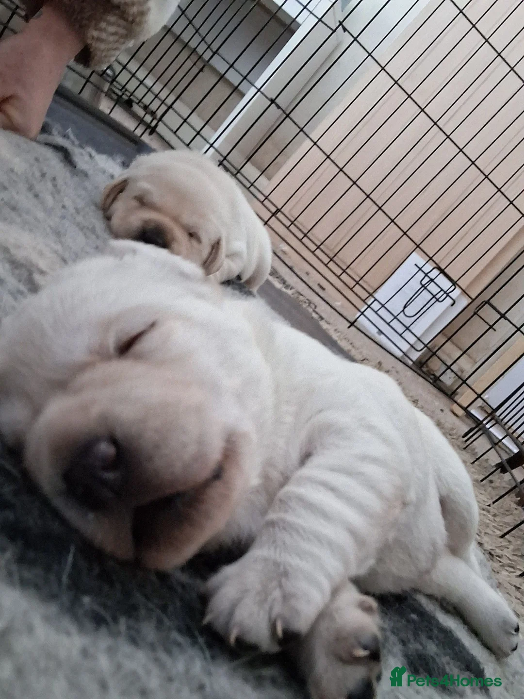 Labrador Retriever dogs for sale: CHUNKY CREAM LAB PUPPIES - Advert 1