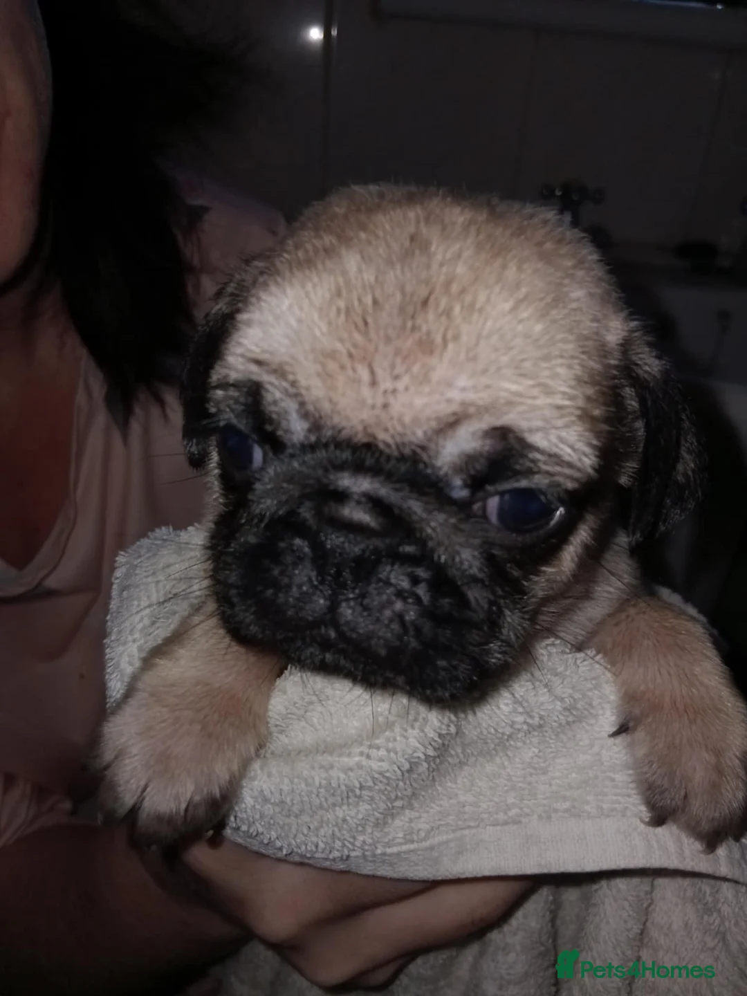 Pug dogs for sale: I have a lovely litter off pug pups for sale  - Advert 14