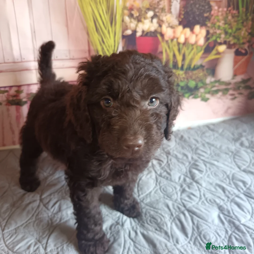 Australian Labradoodle dogs for sale: FULLY HEALTH TESTED CHOCOLATE BOX  **  BABIES🌈  in Boston - Advert 3