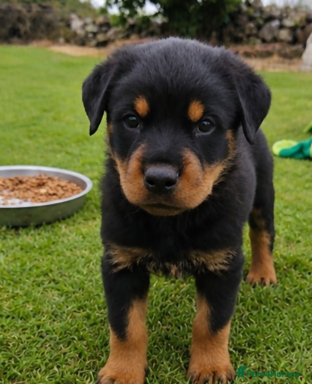 Rottweiler dogs GORGOUSE ROTTWEILLER PUPPIES - Advert 13