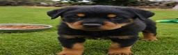 Rottweiler dogs for sale: GORGEOUS ROTTWEILLER PUPPIES - Advert 1