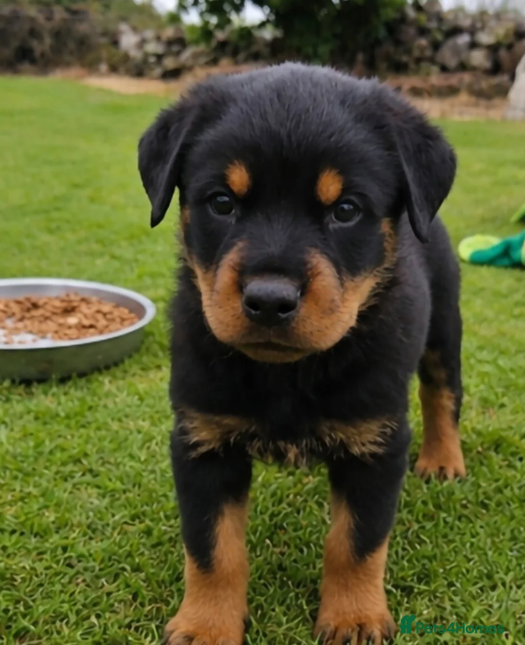 Rottweiler dogs for sale: GORGEOUS ROTTWEILLER PUPPIES - Advert 1