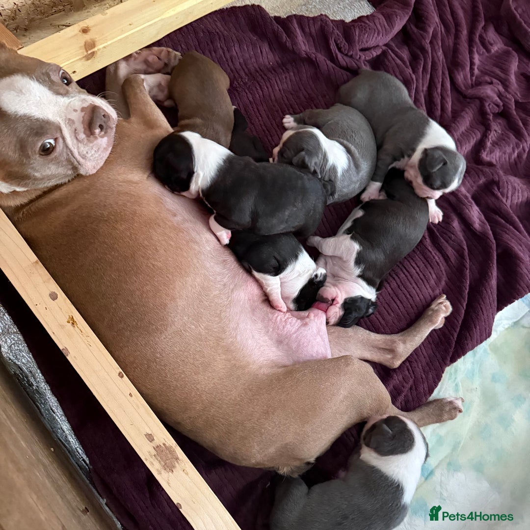Boston Terrier dogs for sale: 7 KC registered beautiful Boston Terrier puppies - Advert 1