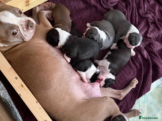 Boston Terrier dogs 7 KC registered beautiful Boston Terrier puppies - Advert 3