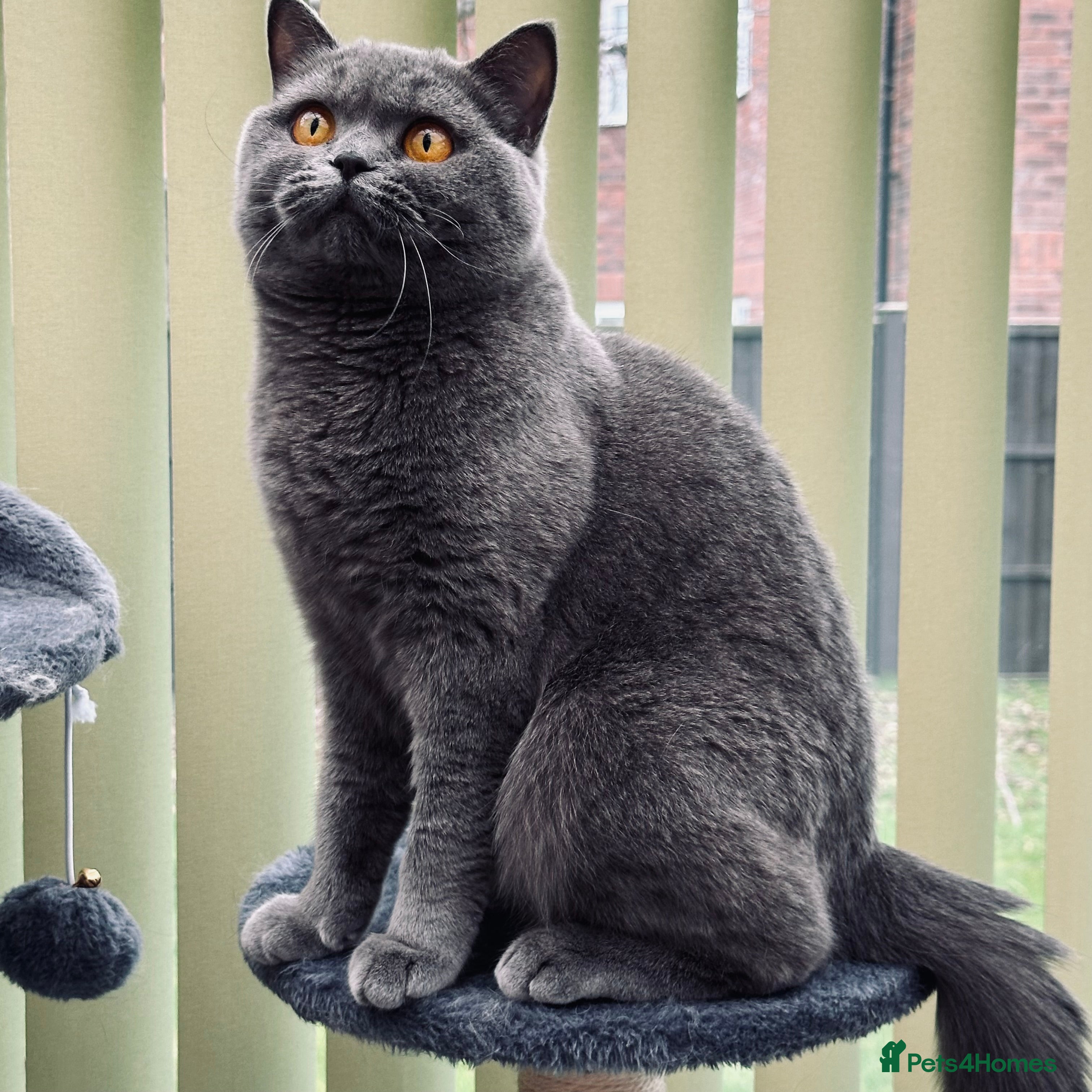 British Shorthair cats Beautiful Blue Girl  - Advert 15