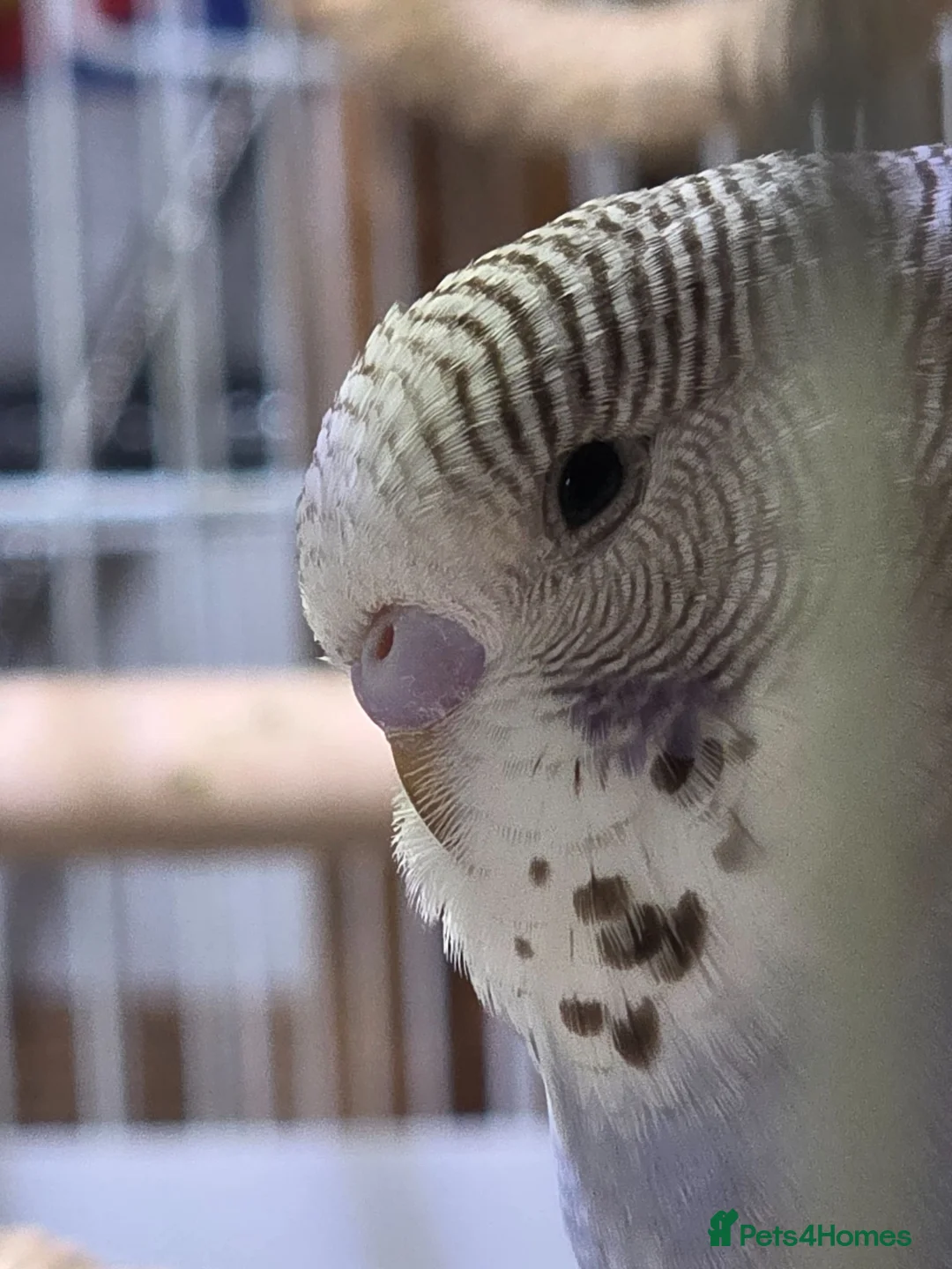Budgerigars birds for sale: Baby budgies for sale  - Advert 1