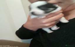 Mixed Breed dogs for sale: Jack Russel x Pomeranian  - Image 5