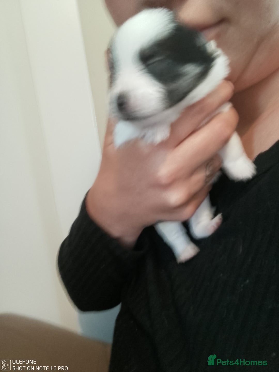 Mixed Breed dogs for sale: Jack Russel x Pomeranian  - Image 5