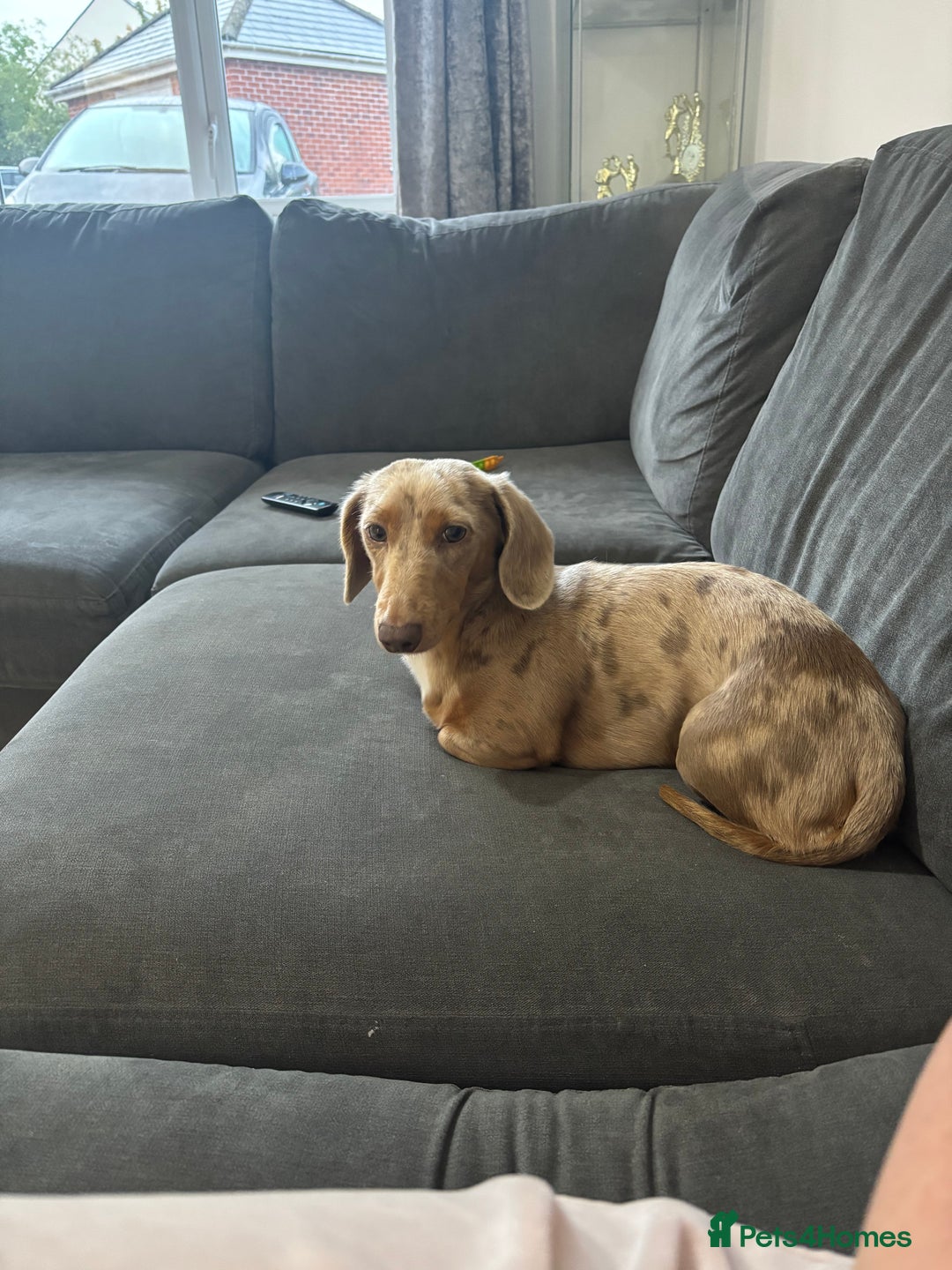 Miniature Dachshund dogs for sale: Male 2 year old dachshund to be re homed  - Advert 2