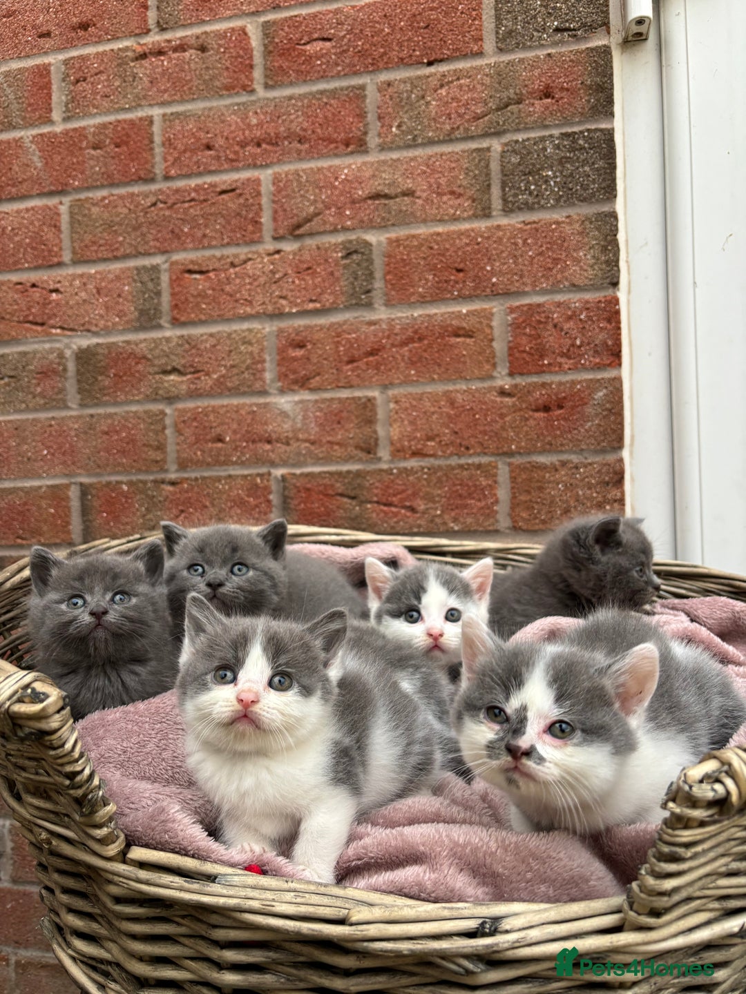 British Shorthair cats for sale: British shorthair kittens  - Image 2