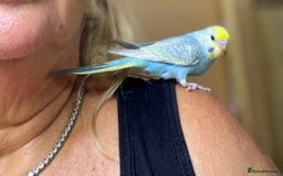 Budgerigars birds for sale: Rainbow budgie hand reared  - Image 4