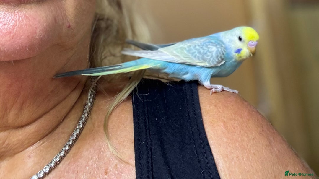 Budgerigars birds for sale: Rainbow budgie hand reared  - Image 4