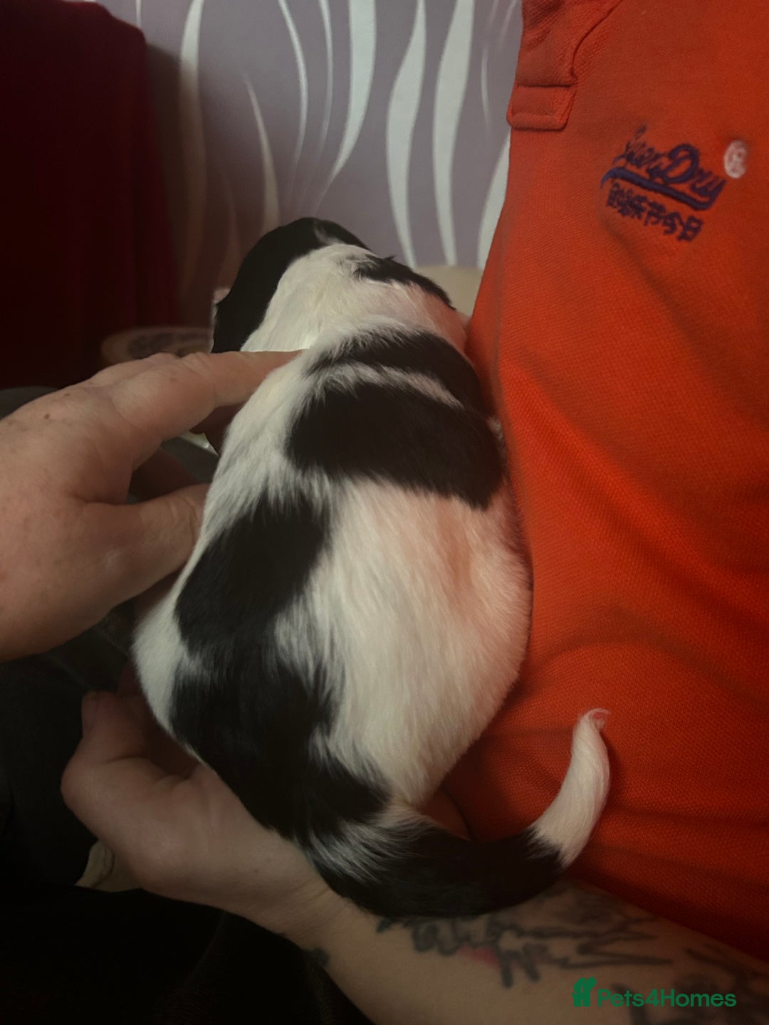 Sprocker dogs for sale: 5 beautiful puppies they were born on the 16/10/25 - Image 10