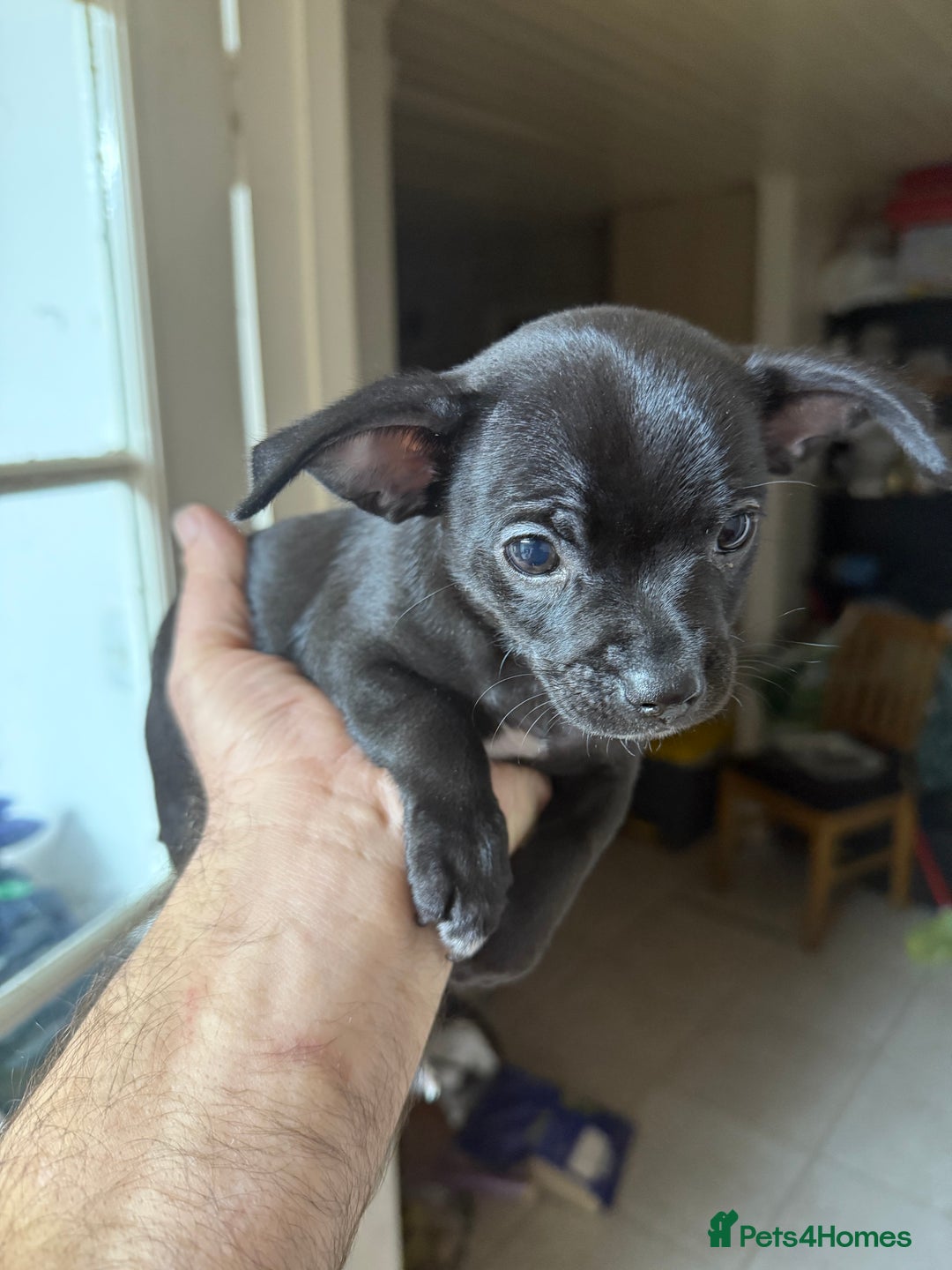Chihuahua dogs for sale: 🐾 Beautiful Chihuahua Puppies - Advert 14