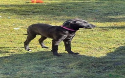 Mixed Breed dogs for sale: Female dog  - Image 2