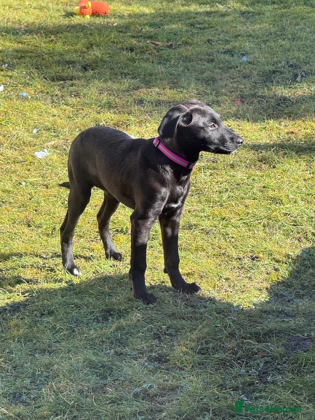 Mixed Breed dogs for sale: Female dog  - Image 2
