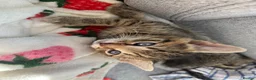 Mixed Breed cats for sale: 2 kittens left  in Bolton - Advert 6