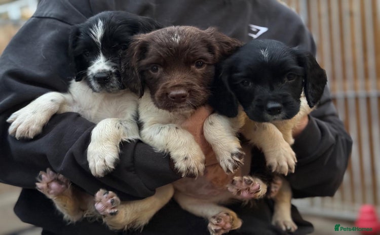 English Springer Spaniel dogs - Advert 4