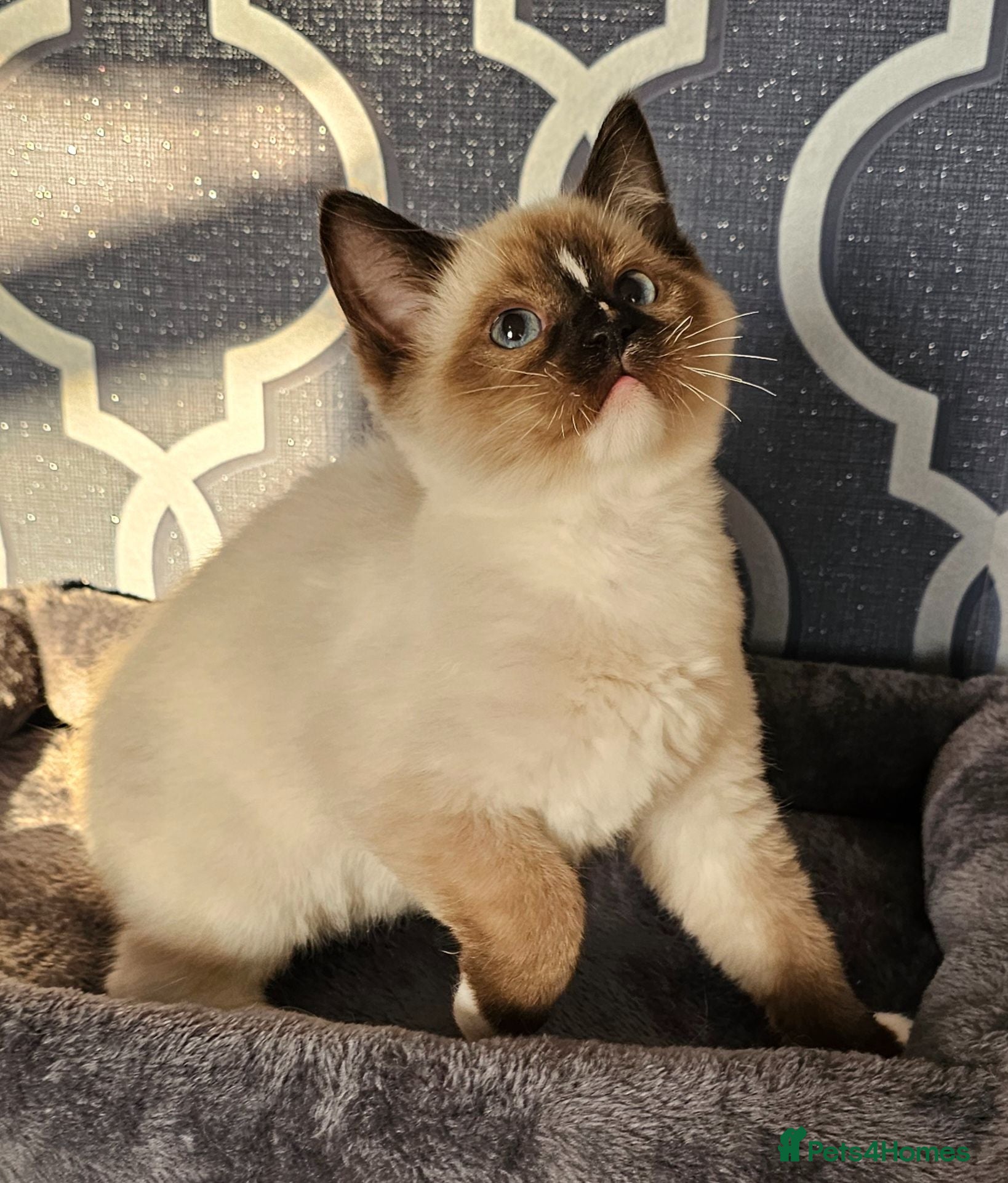 Ragdoll cats 5 Star licence held, Stunning GCCF reg kittens  - Advert 2