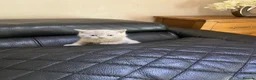 British Shorthair cats for sale: 2 lilac BSH Boys READY THIS WEEK - Advert 22