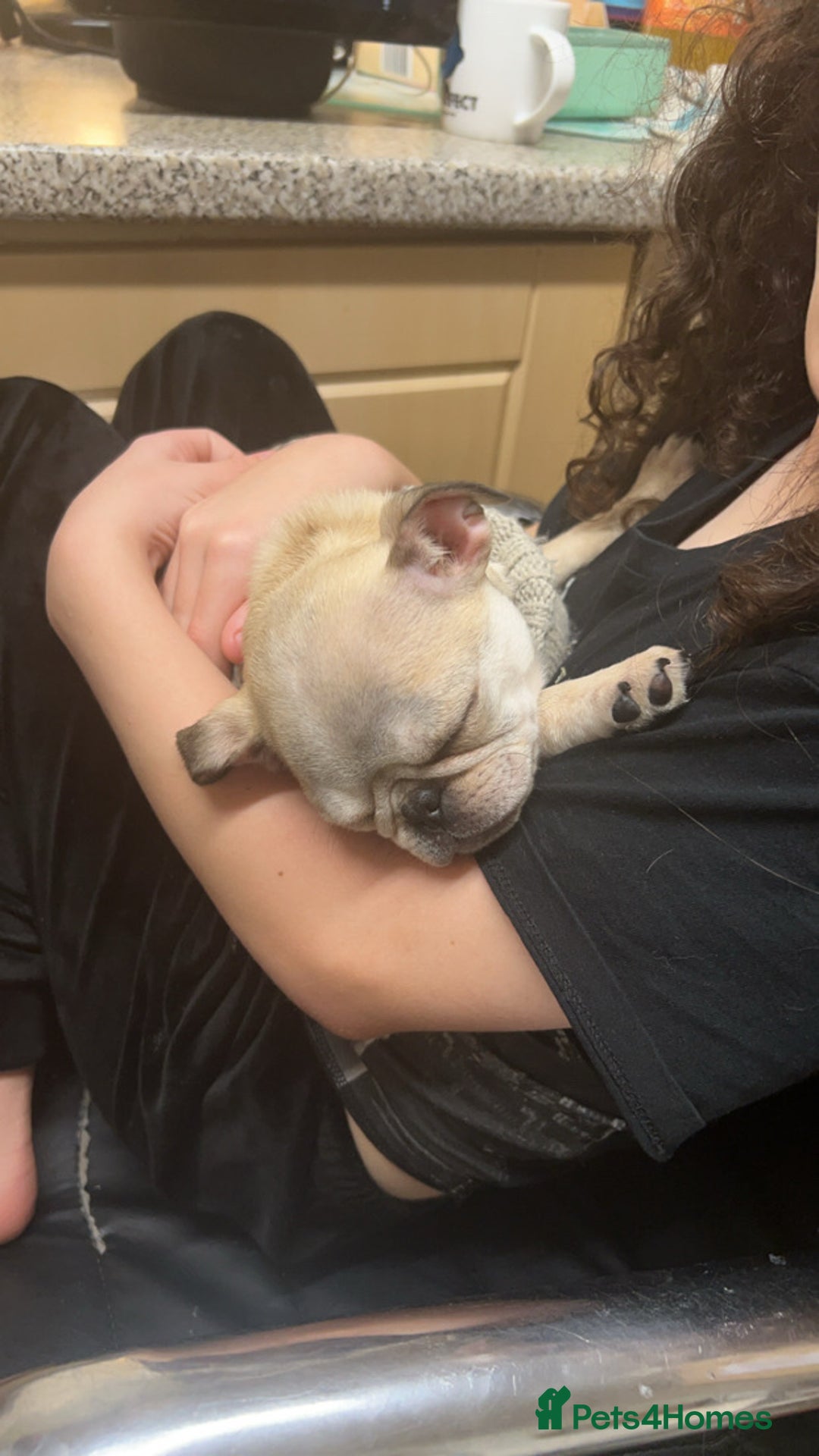 Pug dogs for sale: White/silver pug  - Advert 2