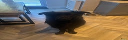 German Shepherd dogs for sale: Black German Shepherd - Advert 5