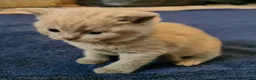 British Shorthair cats for sale: GORGEOUS BRITISH SHORTHAIR KITTENS - Advert 9