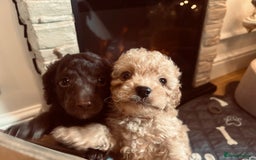 Cockapoo dogs for sale: Cockapoos ready 22.11 1 boy and 2 girls left💙🩷🩷 - Advert 1