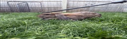French Lop rabbits for sale: Pedigree French lop  - Advert 3