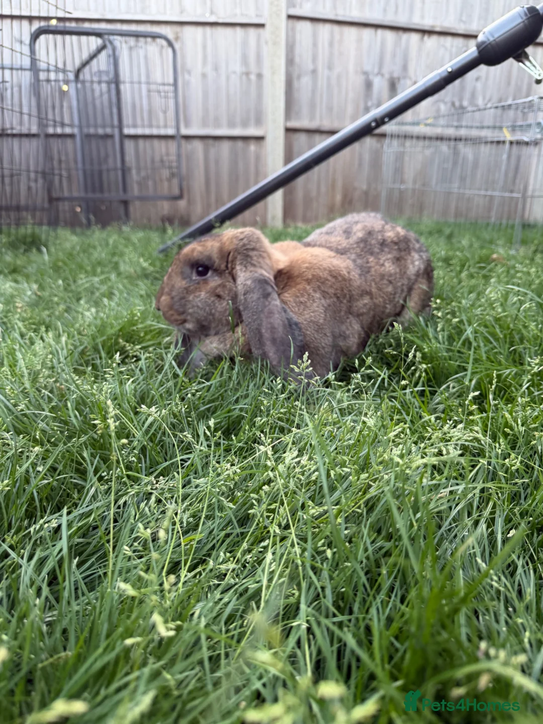French Lop rabbits for sale: Pedigree French lop  - Advert 3