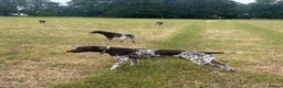 German Shorthaired Pointer dogs for stud: Outstanding GSP for stud  - Advert 3