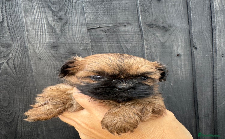 Shih Tzu dogs - Advert 13