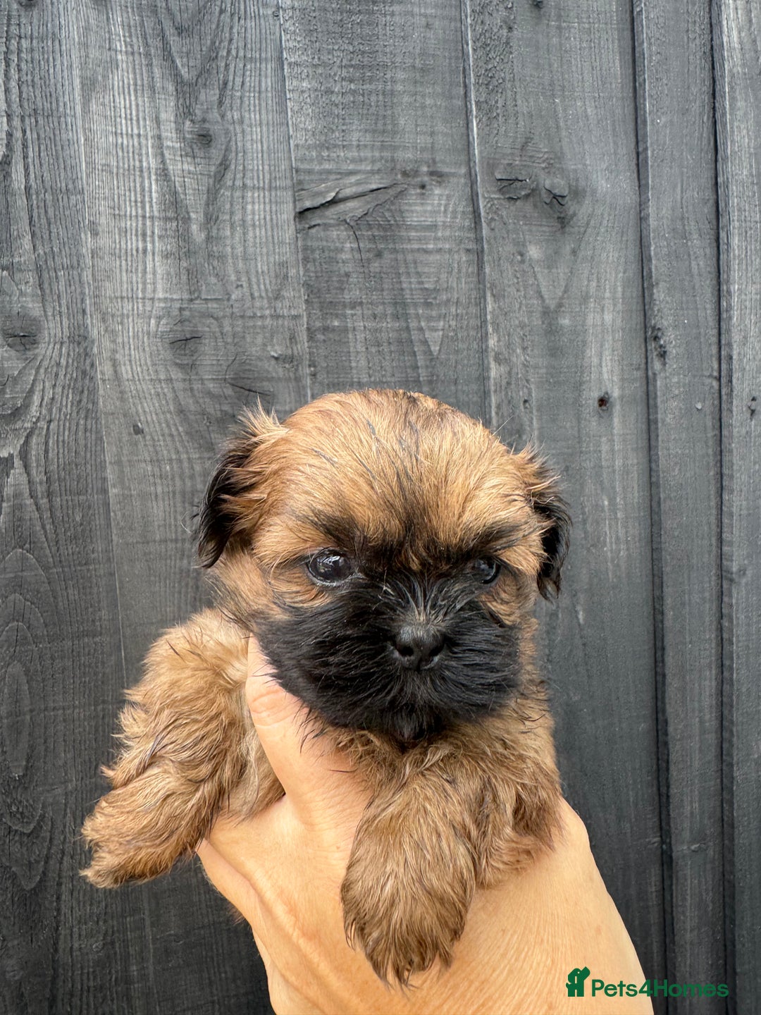 Shih Tzu dogs for sale: Standard size shihtzu pups  - Image 1