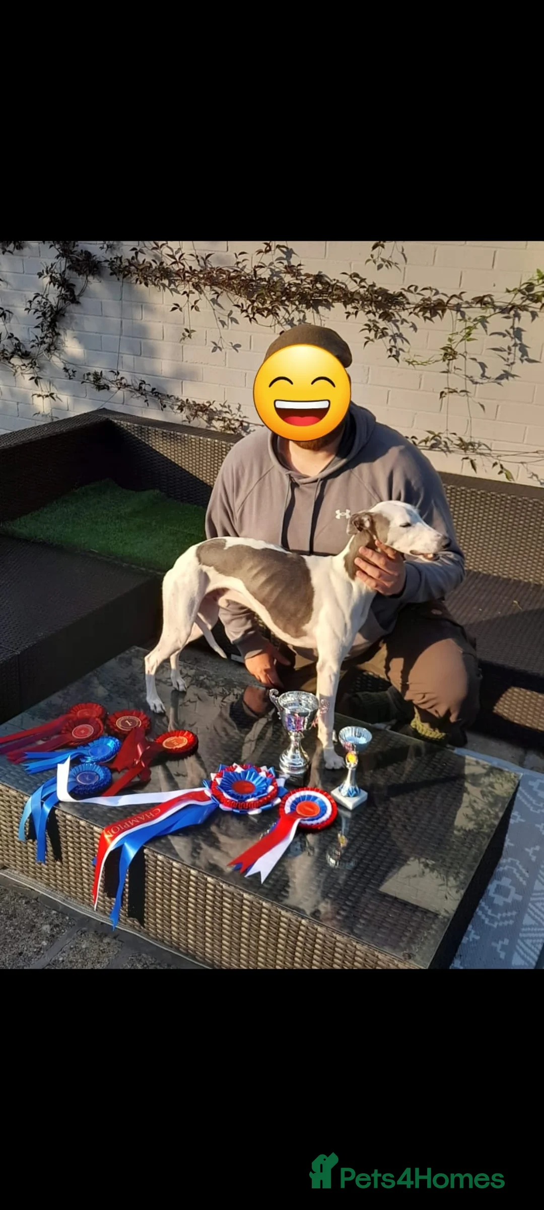 Whippet dogs for stud: Buster  - Advert 2