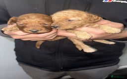 Cockapoo dogs for sale: Gorgeous Red Cockapoo Puppies  - Image 4