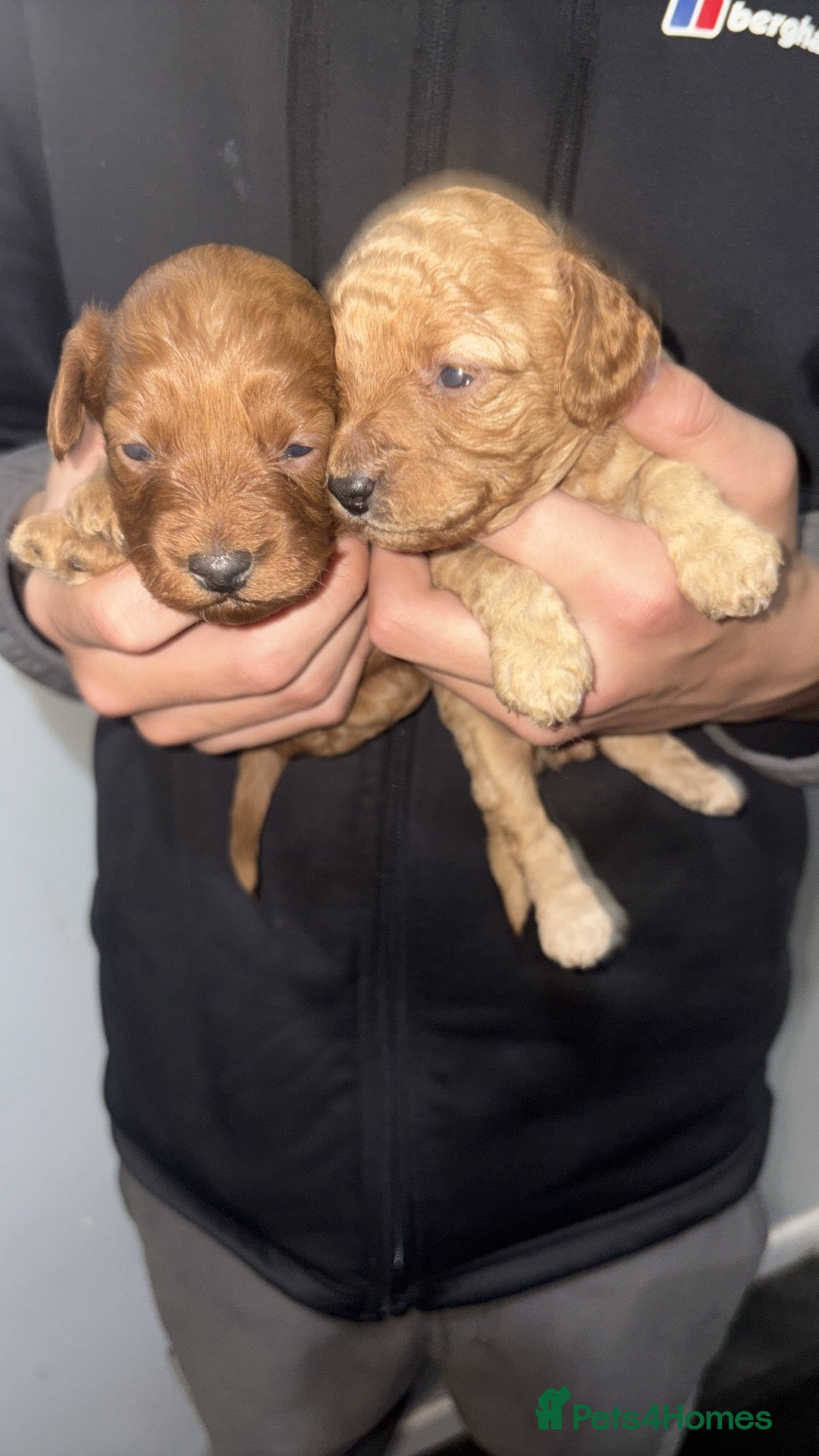 Cockapoo dogs for sale: Gorgeous Red Cockapoo Puppies  - Image 4